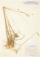 藏品(野燕草)的圖片